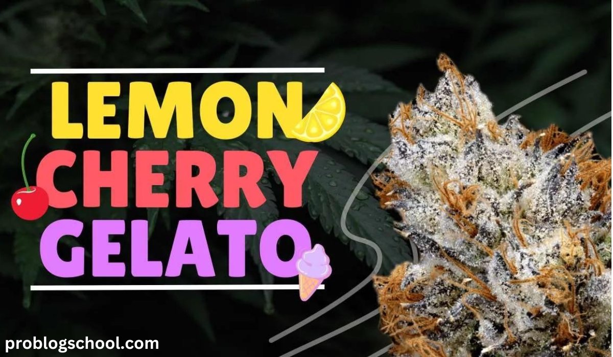 lemon cherry gelato strain