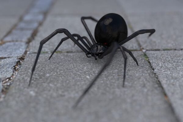 should i kill a black widow spider