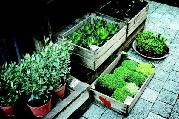 the benefits of plant nurseries webfreen.com