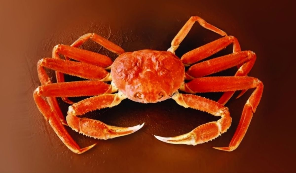 crabnibbie